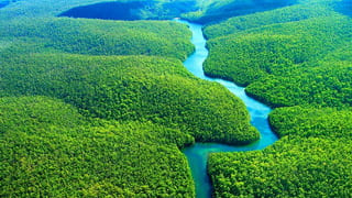 Дикая природа Амазонки