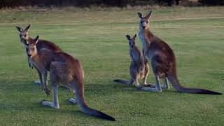 Австралия природа