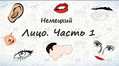 Части лица на немецком (часть 1)